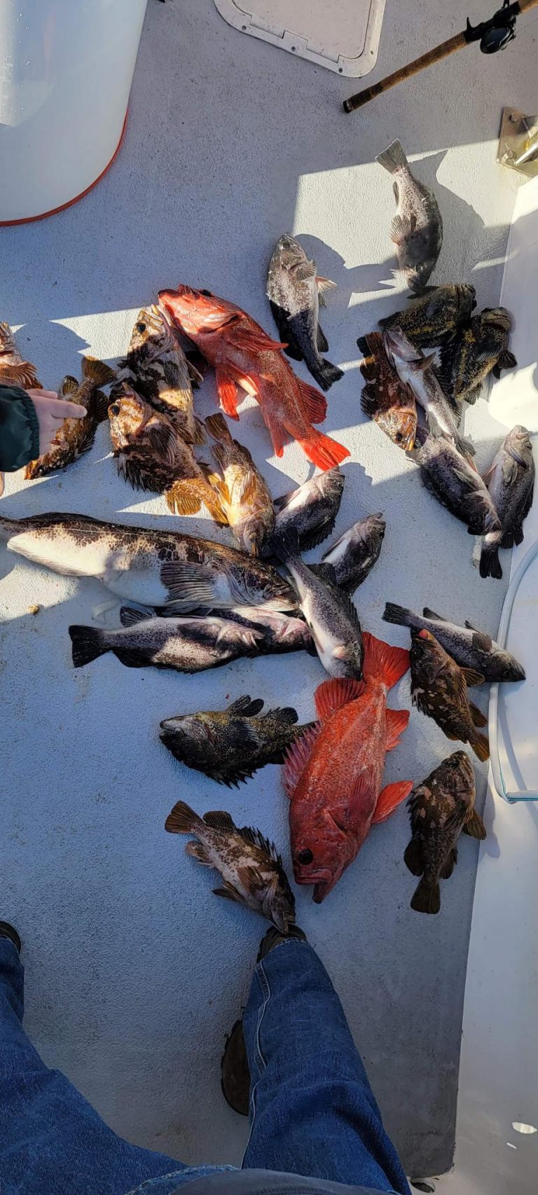 Fishing Report Go Fish Santa Cruz Charters